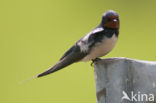 Boerenzwaluw (Hirundo rustica) 