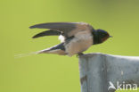 Boerenzwaluw (Hirundo rustica) 