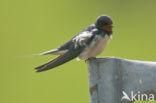 Boerenzwaluw (Hirundo rustica) 