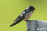 Boerenzwaluw (Hirundo rustica) 