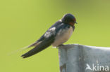 Boerenzwaluw (Hirundo rustica) 