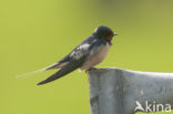 Boerenzwaluw (Hirundo rustica) 