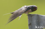 Boerenzwaluw (Hirundo rustica) 