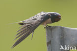 Boerenzwaluw (Hirundo rustica) 