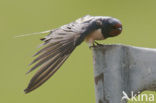 Boerenzwaluw (Hirundo rustica) 