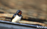 Boerenzwaluw (Hirundo rustica) 