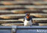 Boerenzwaluw (Hirundo rustica) 