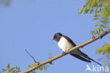 Boerenzwaluw (Hirundo rustica) 