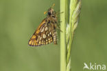Chequered Skipper (Carterocephalus palaemon)