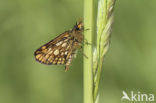 Chequered Skipper (Carterocephalus palaemon)