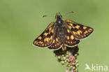 Chequered Skipper (Carterocephalus palaemon)
