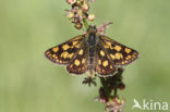 Bont dikkopje (Carterocephalus palaemon) 