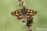 Chequered Skipper (Carterocephalus palaemon)