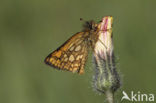 Chequered Skipper (Carterocephalus palaemon)