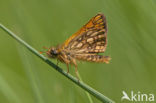 Bont dikkopje (Carterocephalus palaemon) 