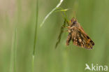 Bont dikkopje (Carterocephalus palaemon) 