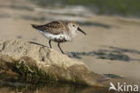 Dunlin (Calidris alpina)