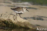 Bonte Strandloper (Calidris alpina)