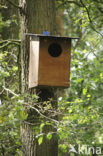 Tawny Owl (Strix aluco)