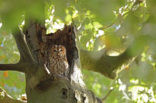 Tawny Owl (Strix aluco)