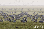 Barnacle Goose (Branta leucopsis)