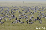 Barnacle Goose (Branta leucopsis)