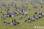 Brandgans (Branta leucopsis)