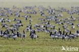 Brandgans (Branta leucopsis)