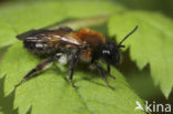 Breedrandzandbij (Andrena synadelpha)