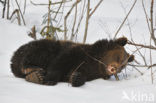 Bruine beer (Ursus arctos)