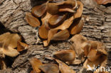 Beech (Fagus sylvatica purpurea)