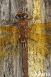 Brown Hawker (Aeshna grandis)