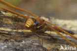 Bruine glazenmaker (Aeshna grandis)