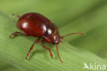 Bruinrood goudhaantje (Chrysolina staphylaea)