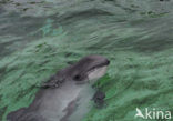 Harbour Porpoise (Phocoena phocoena)