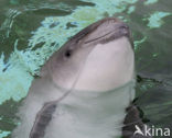 Harbour Porpoise (Phocoena phocoena)