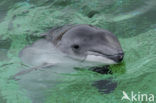 Harbour Porpoise (Phocoena phocoena)