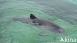 Harbour Porpoise (Phocoena phocoena)