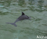 Harbour Porpoise (Phocoena phocoena)