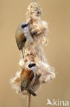 Eurasian Penduline-Tit (Remiz pendulinus)