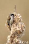 Eurasian Penduline-Tit (Remiz pendulinus)