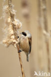 Eurasian Penduline-Tit (Remiz pendulinus)