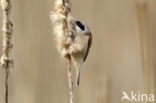 Eurasian Penduline-Tit (Remiz pendulinus)