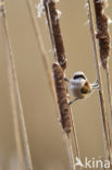 Eurasian Penduline-Tit (Remiz pendulinus)