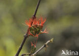 Burning bush (Combretum paniculatum)