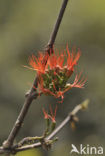 Burning bush (Combretum paniculatum)