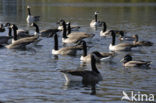 Canadese Gans (Branta canadensis)