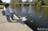 Canadese Gans (Branta canadensis)