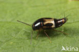 Cilea silphoides