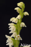 Dennenorchis (Goodyera repens) 